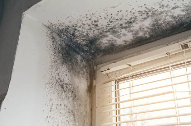 Affordable Basement Mold Remediation solutions in Wynnewood, PA