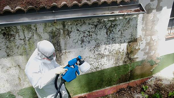 Top rated local Basement Mold Remediation specialists in Wynnewood, PA